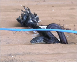 Snake control in Charlottesville VA