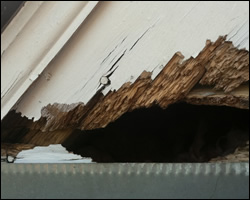 Squirrel damage in Charlottesville VA