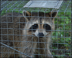 Charlottesville wildlife trapping