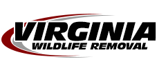 Charlottesville Wildlife Removal